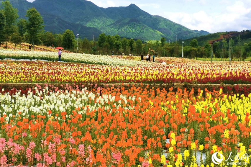 福建省沙県のキンギョソウ畑が満開(kāi)に　観光業(yè)で潤(rùn)う地元