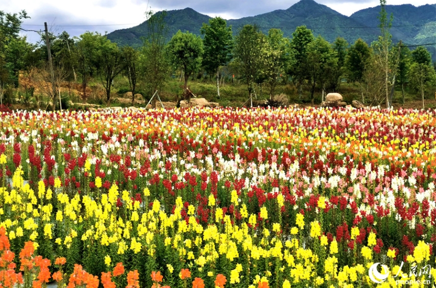 福建省沙県のキンギョソウ畑が満開(kāi)に　観光業(yè)で潤(rùn)う地元