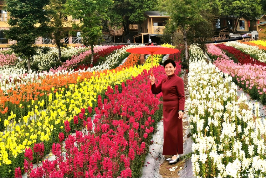 福建省沙県のキンギョソウ畑が満開に　観光業(yè)で潤う地元