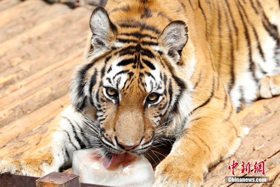 特製ひんやりスイーツを堪能するアムールトラ　雲(yún)南省