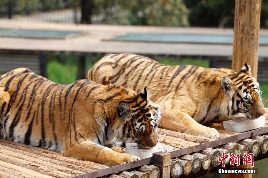 特製ひんやりスイーツを堪能するアムールトラ　雲(yún)南省