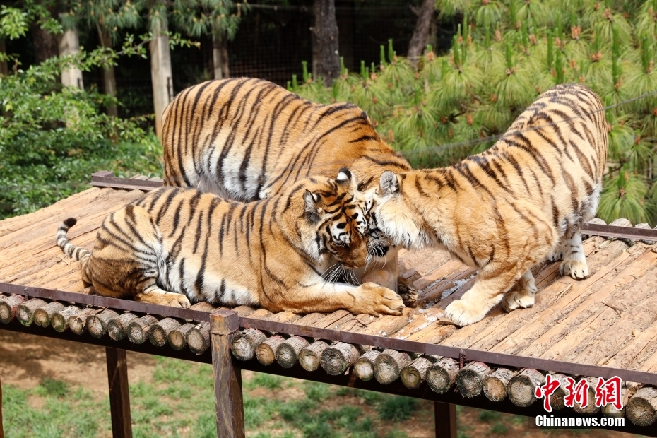 特製ひんやりスイーツを堪能するアムールトラ　雲(yún)南省