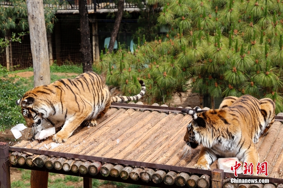 特製ひんやりスイーツを堪能するアムールトラ　雲(yún)南省