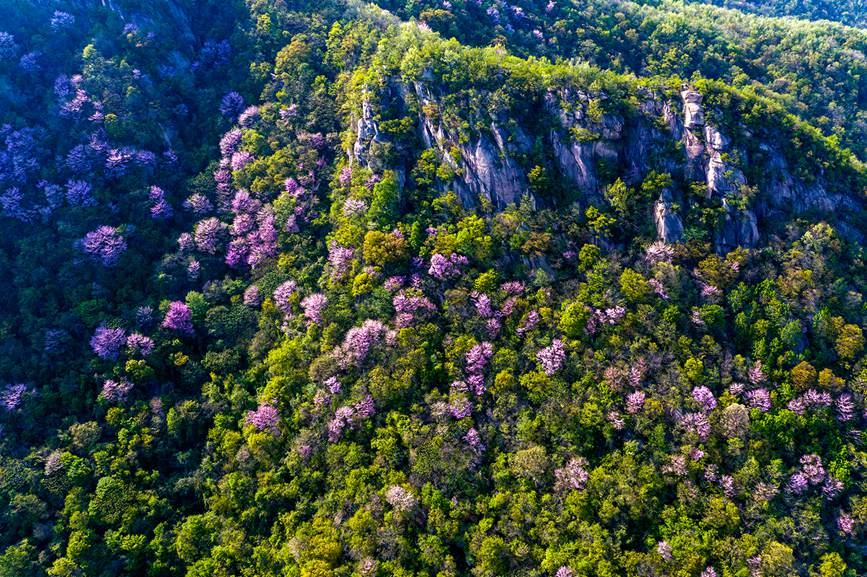 山や谷を美しく彩るハナズオウ　河南省魯山