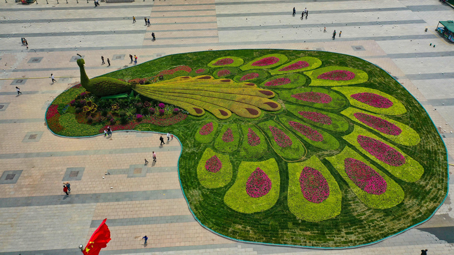 上空から俯瞰すると、広場(chǎng)に一羽の大きな孔雀が飛來したようで、非常に精巧で美しい巨大孔雀花壇（寫真著作権は東方ICが所有のため転載禁止）。
