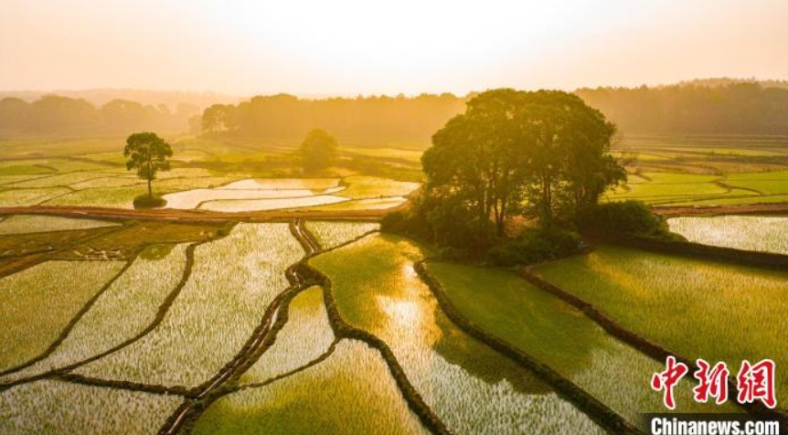 黃金色の朝の光に照らされた田畑（撮影?李小明）。