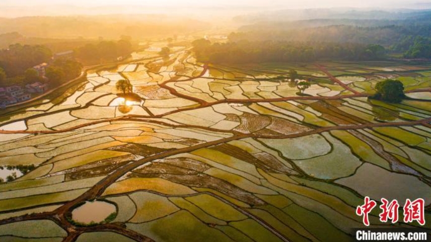 郷村を照らす黃金色の朝の光　江西省吉安