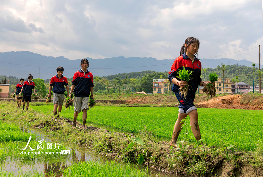 地元農(nóng)民の指導(dǎo)を受けながら農(nóng)作業(yè)を體験　江西省