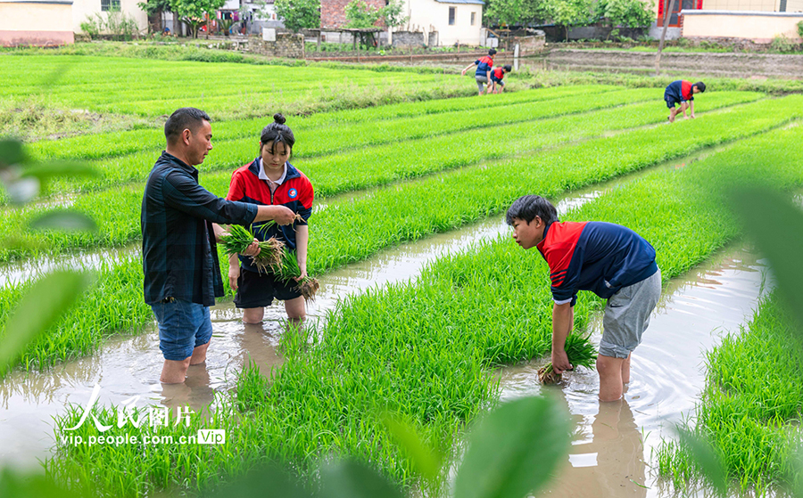 地元農(nóng)民の指導(dǎo)を受けながら農(nóng)作業(yè)を體験　江西省
