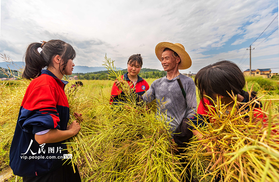 地元農(nóng)民の指導(dǎo)を受けながら農(nóng)作業(yè)を體験　江西省