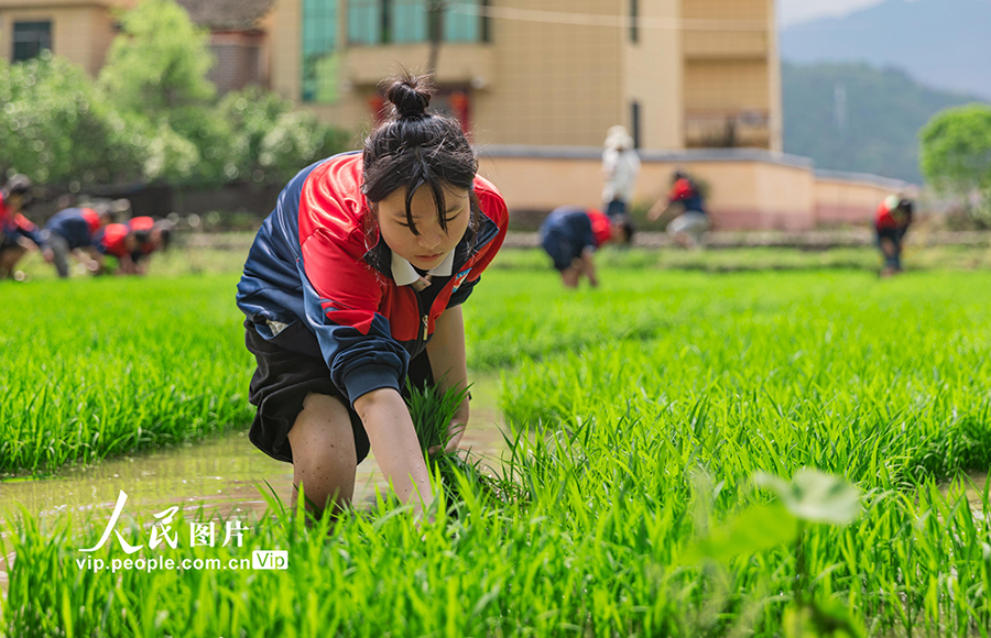 地元農(nóng)民の指導(dǎo)を受けながら農(nóng)作業(yè)を體験　江西省