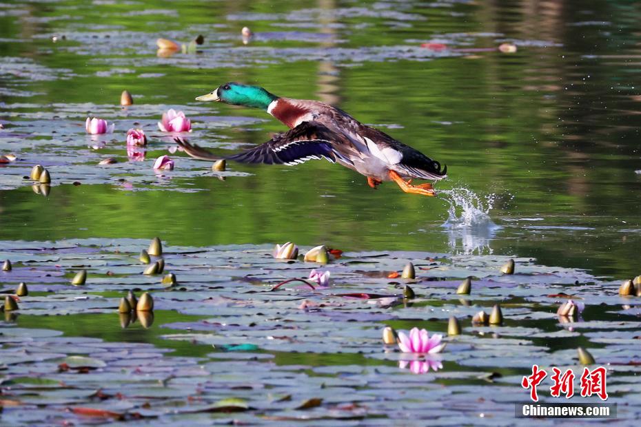動物の楽園でコクチョウ一家が人気者に　江蘇省南京市紫金山