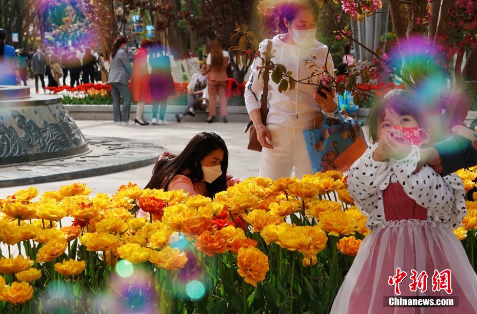 22萬本のチューリップが開花　青海省西寧市