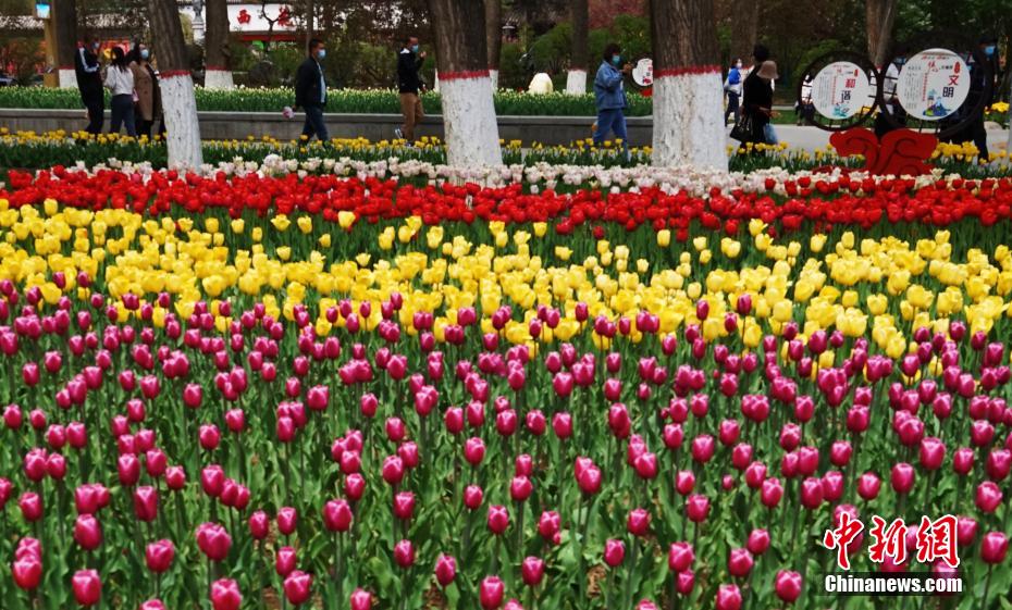22萬本のチューリップが開花　青海省西寧市