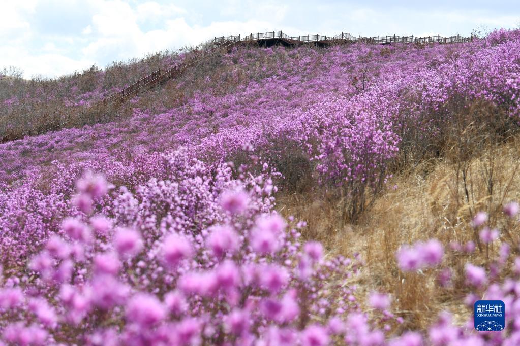 観光客を迎える満開のツツジ　內(nèi)モンゴル