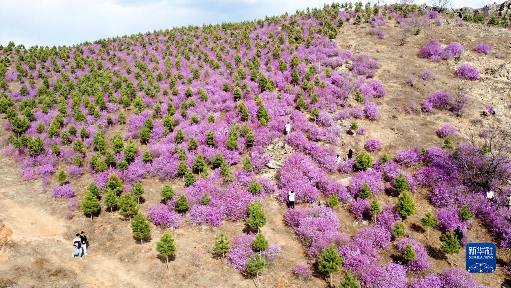 観光客を迎える満開のツツジ　內(nèi)モンゴル