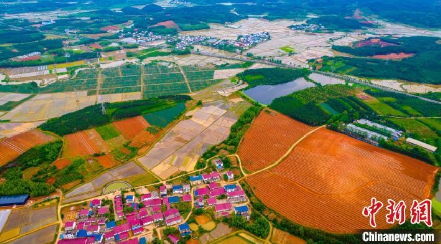 水田や花畑、果樹園、新村、河流などで構成された「五彩郷村（カラフルな村落）」の春の景色（撮影?趙春亮）。