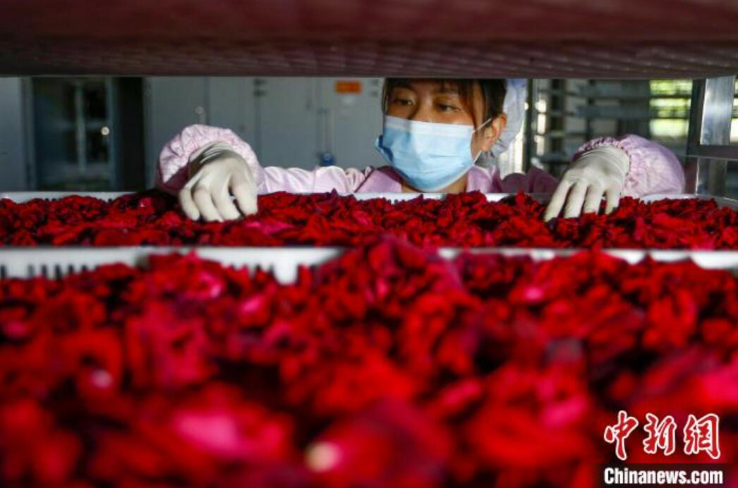 「墨紅バラ」の乾燥作業(yè)を行う作業(yè)員（撮影?施亜磊）。