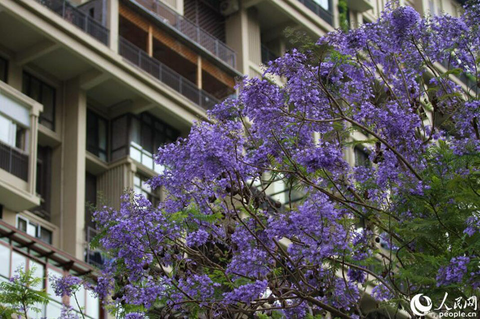 アモイ市の市街地で満開(kāi)を迎えたジャカランダ（撮影?陳博）。