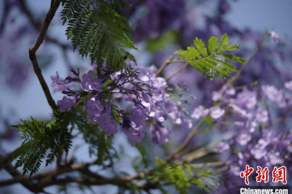 満開迎えたジャカランダが織りなす幻想的な風(fēng)景　四川省西昌