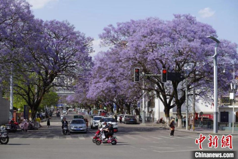 満開迎えたジャカランダが織りなす幻想的な風(fēng)景　四川省西昌