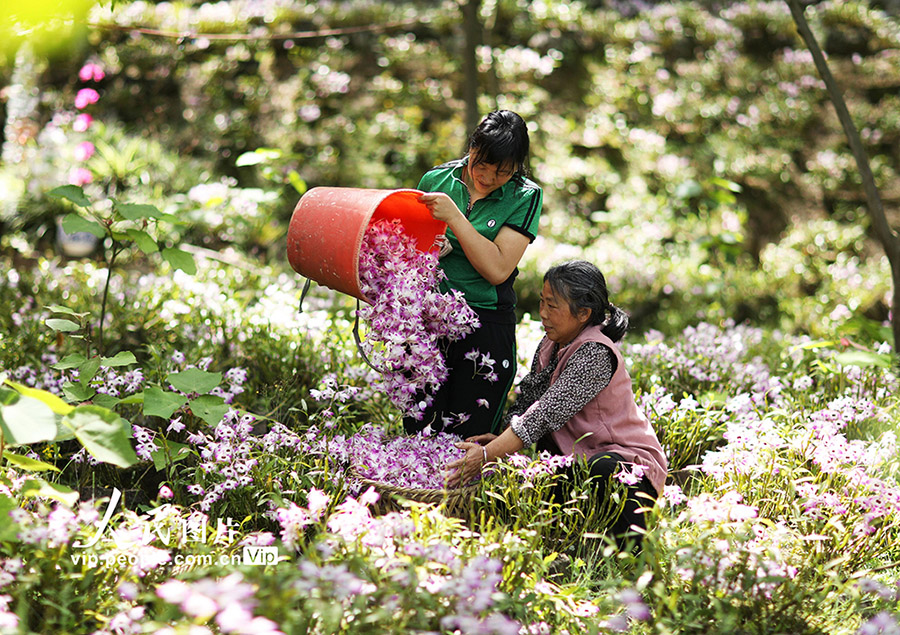 デンドロビウム?ノビル（ランの一種）を収穫する地元農(nóng)民（撮影?王長(zhǎng)育/寫(xiě)真著作権は人民図片が所有のため転載禁止）。