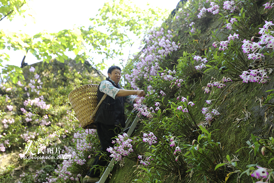 丹霞石の上にデンドロビウム?ノビルが開花　貴州省赤水