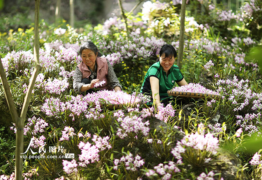 丹霞石の上にデンドロビウム?ノビルが開花　貴州省赤水