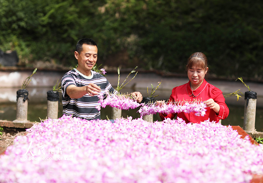 丹霞石の上にデンドロビウム?ノビルが開花　貴州省赤水