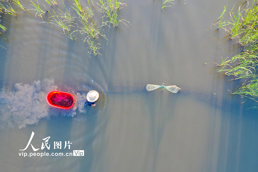 ザリガニの出荷作業(yè)に追われる江西省九江市湖口県張青郷青竜村のザリガニを養(yǎng)殖する農(nóng)民たち（5月5日撮影?張玉/寫真著作権は人民図片が所有のため転載禁止）。