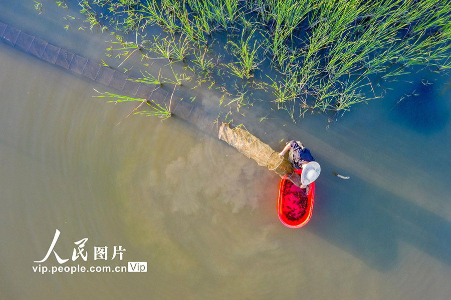 本格的な夏を前に一足早く出荷！江西省のザリガニ養(yǎng)殖農(nóng)家