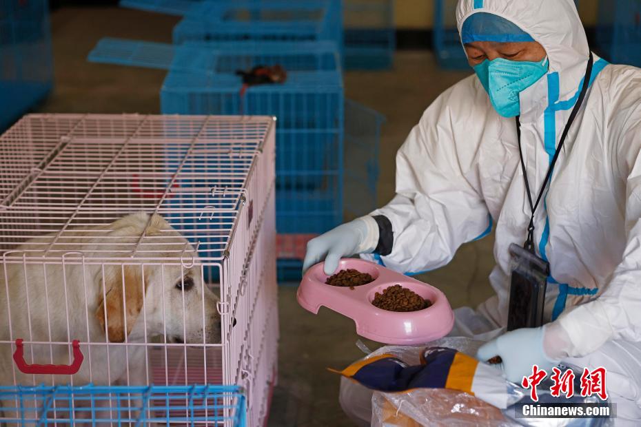 ラブラドールレトリバーの世話をするボランティア（撮影?殷立勤）。