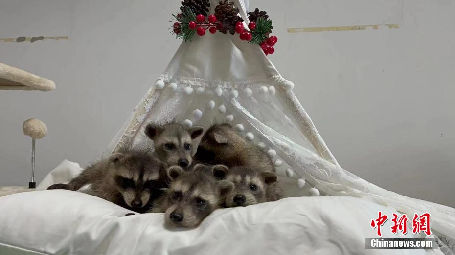 湖北省武漢海昌極地海洋公園で誕生した「6つ子」のアライグマ（撮影?陳婷）。