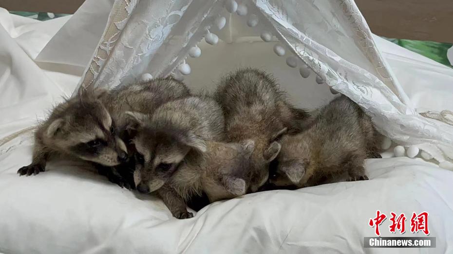 非常に珍しい「6つ子のアライグマ」誕生　湖北省武漢