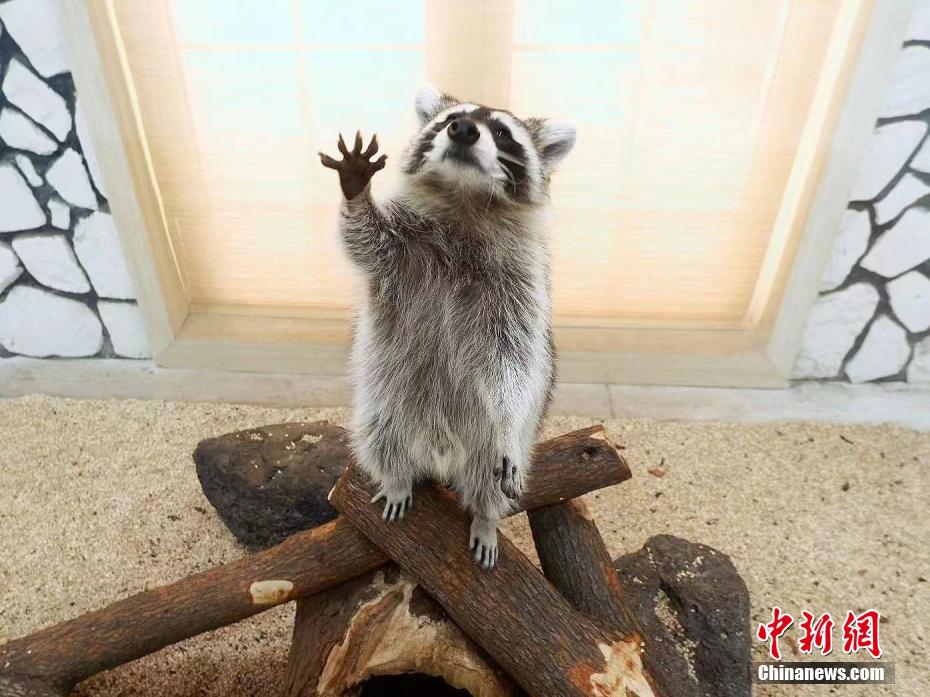 非常に珍しい「6つ子のアライグマ」誕生　湖北省武漢