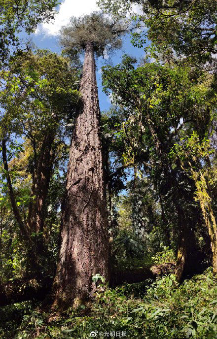 チベットで中國一高い 76.8メートルの木発見
