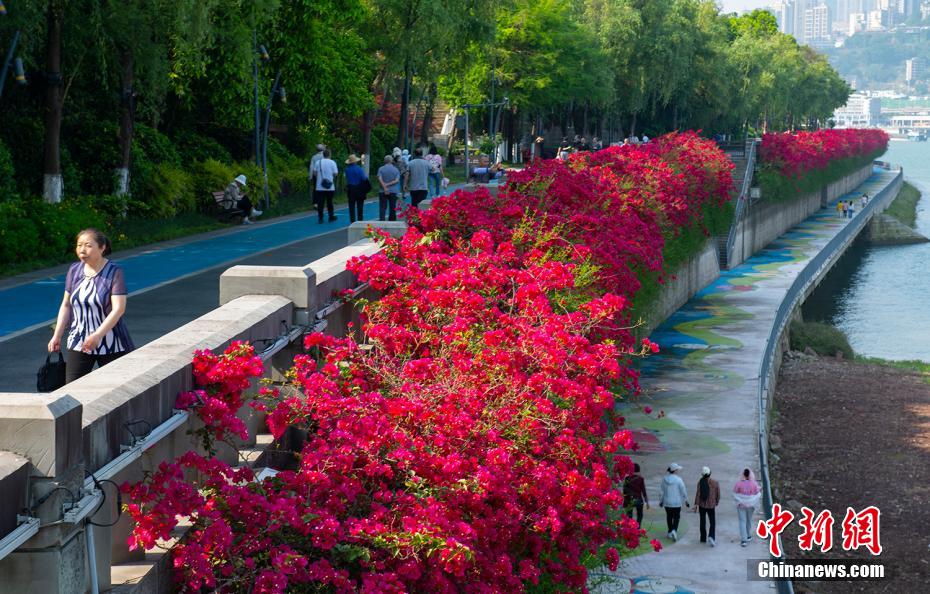 鮮やかなブーゲンビリアで彩られた北濱大道の濱江沿岸（撮影?冉孟軍）。