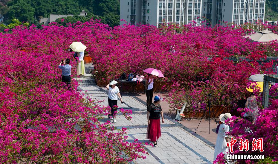 長江の岸辺を鮮やかに染める100萬本のブーゲンビリア　重慶市萬州