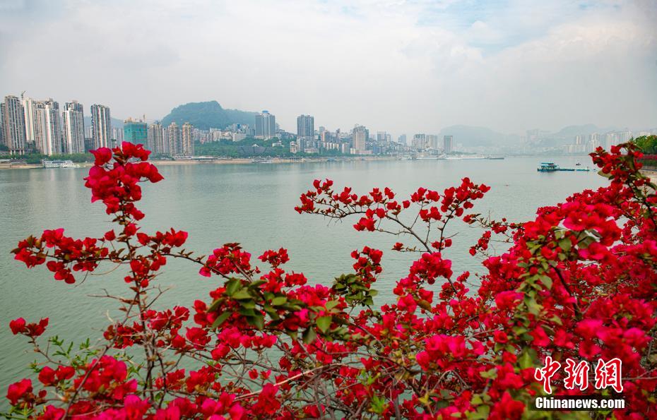 長(zhǎng)江の岸辺を鮮やかに染める100萬(wàn)本のブーゲンビリア　重慶市萬(wàn)州