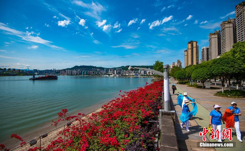 長(zhǎng)江の岸辺を鮮やかに染める100萬(wàn)本のブーゲンビリア　重慶市萬(wàn)州