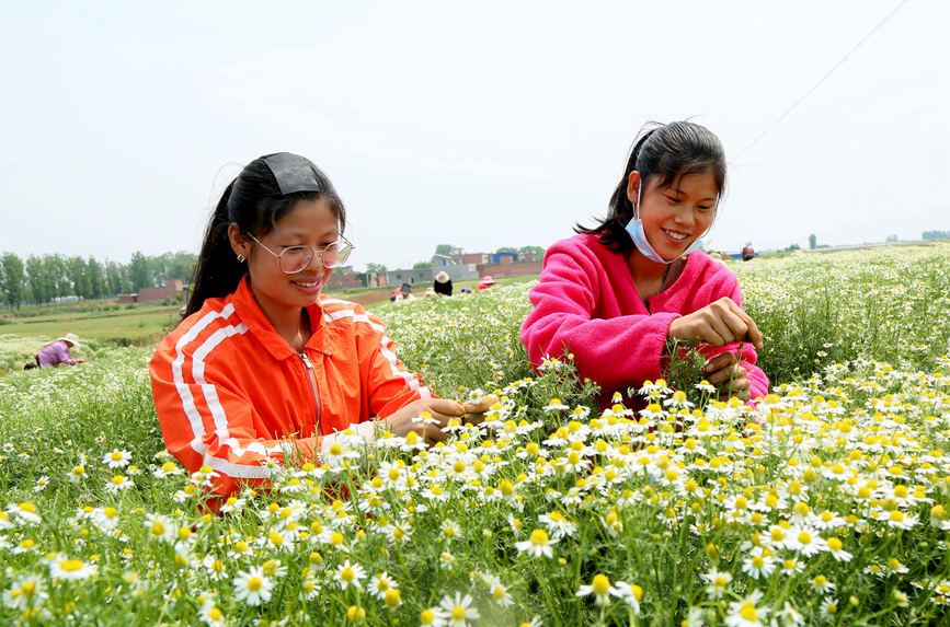 初夏のカモミール収穫に勤しむ人々　河南省汝陽