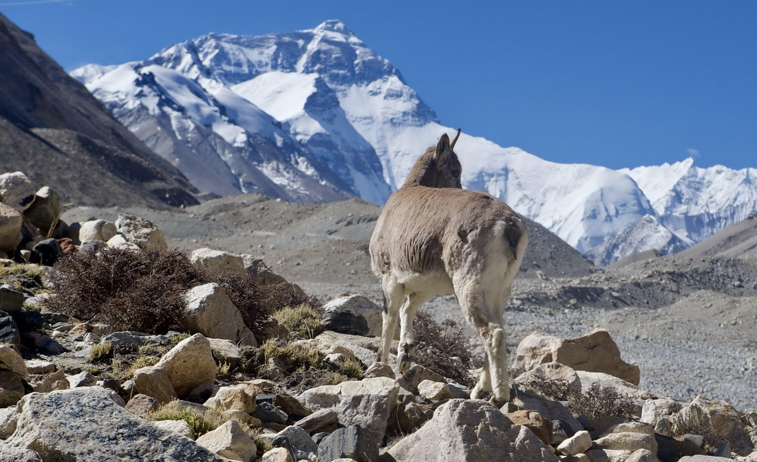 チョモランマ大本営、同じ青空のもとで生きる「精霊」たち