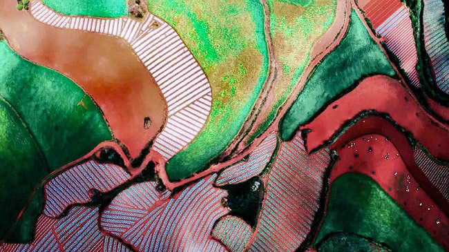 東川紅土地で、紅土と入り組むように分布し、美しい風(fēng)景を織りなしているハダカムギ畑（撮影?張穆）。