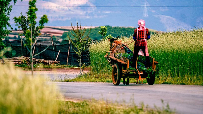 ハダカムギの収穫シーズン、彩り豊かな美しい大地　雲(yún)南省東川