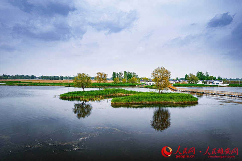 青い空と透き通る水が「競(jìng)演」する初夏の白洋淀　雄安新區(qū)