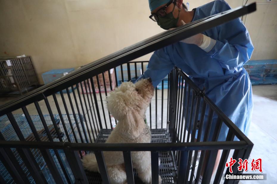 上海市初の動(dòng)物専用臨時(shí)施設(shè)からペット18匹が帰宅し飼い主と再會(huì)へ