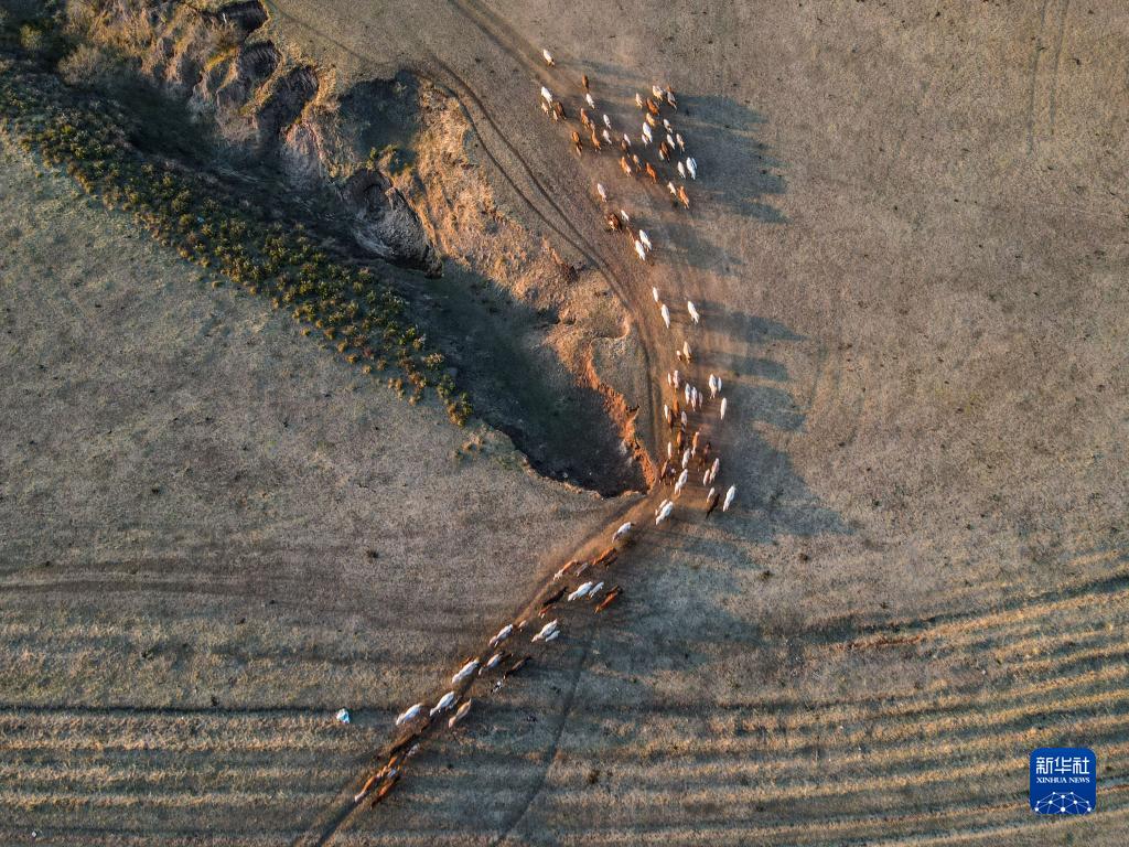 馬が駆け回る夏の草原　內(nèi)モンゴル