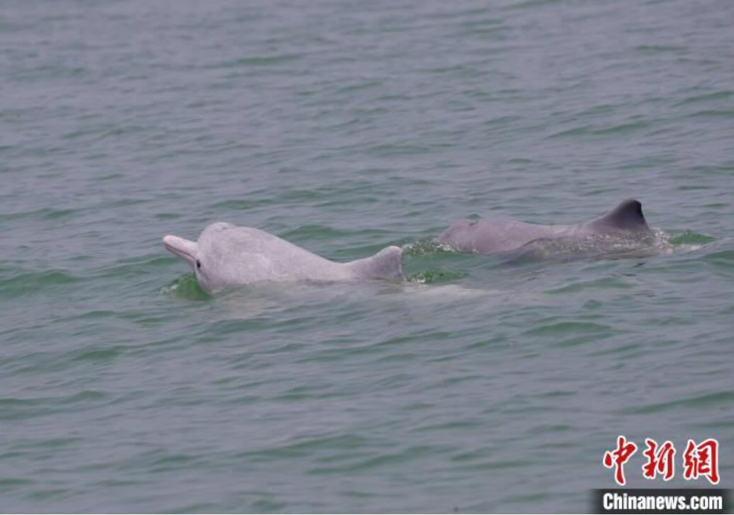 年々生息數(shù)が増えているシナウスイロイルカ　広西