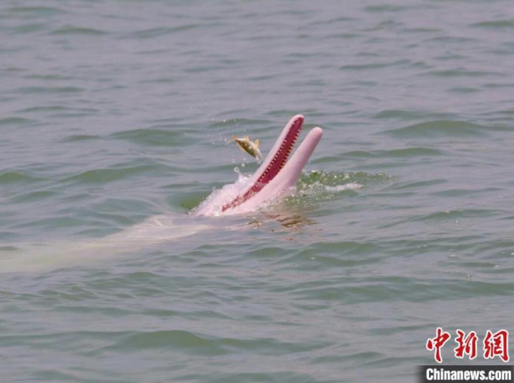 年々生息數(shù)が増えているシナウスイロイルカ　広西