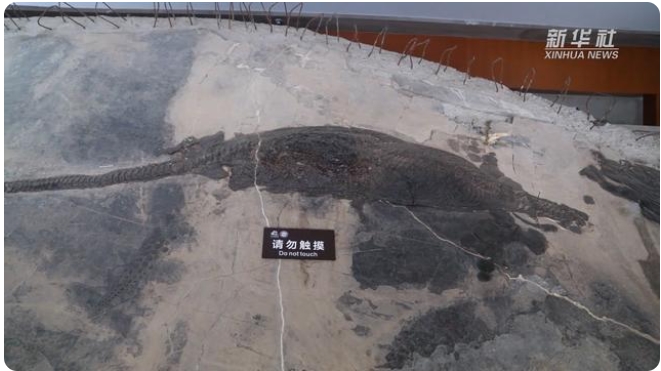 化石修復(fù)作業(yè)の難しさとは？「化石修復(fù)師」の仕事に迫る